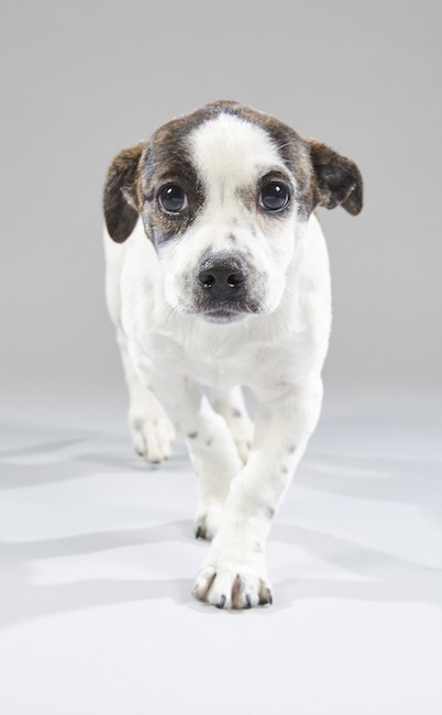 Puppy Bowl XV